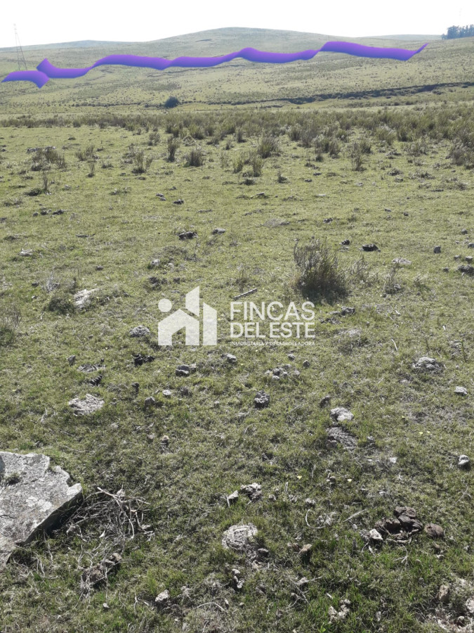 Chacra ID.451/Chacra-de-50-hectáreas- - Chacra de 50 hectáreas 