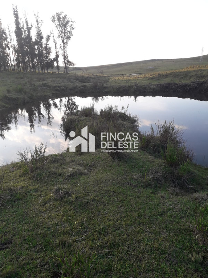 Chacra ID.451/Chacra-de-50-hectáreas- - Chacra de 50 hectáreas 