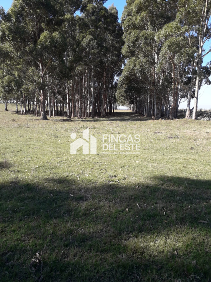 Chacra ID.451/Chacra-de-50-hectáreas- - Chacra de 50 hectáreas 