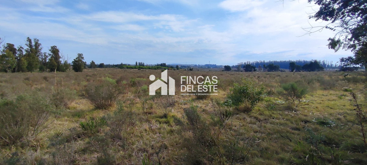 Chacra ID.1577/CHACRA-5Ha- - CHACRA  5Ha 