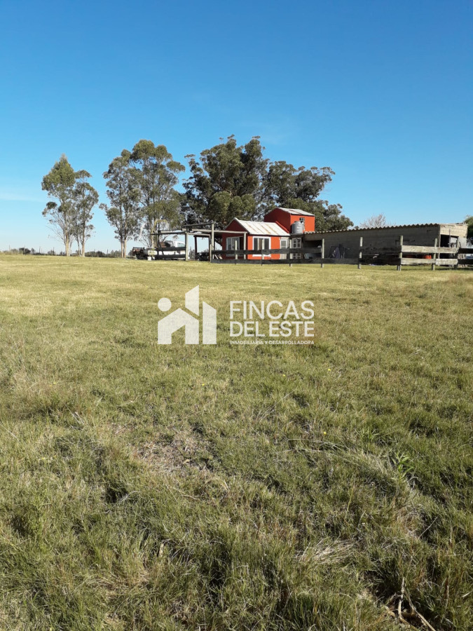 Chacra ID.451/Chacra-de-50-hectáreas- - Chacra de 50 hectáreas 
