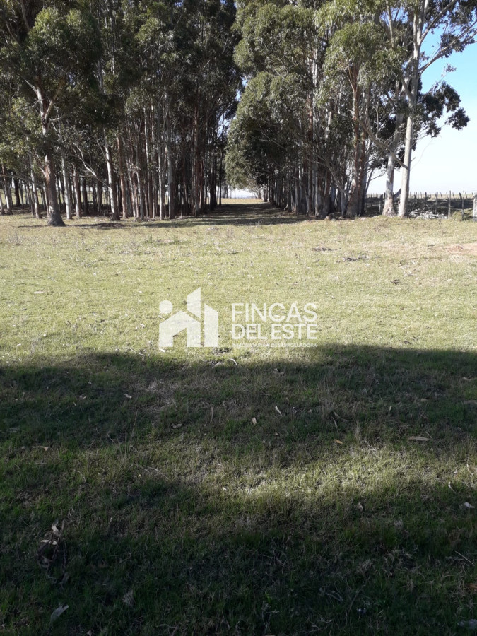 Chacra ID.451/Chacra-de-50-hectáreas- - Chacra de 50 hectáreas 