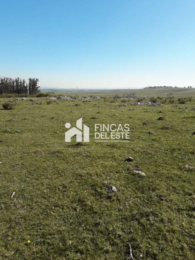 Chacra ID.451/Chacra-de-50-hectáreas- - Chacra de 50 hectáreas 