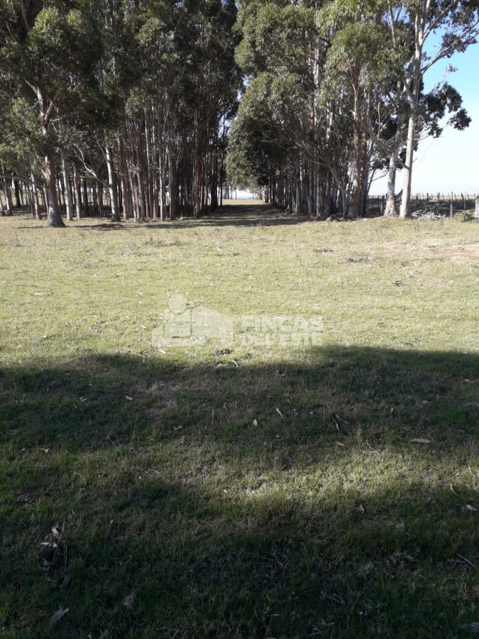 Chacra ID.451/Chacra-de-50-hectáreas- - Chacra de 50 hectáreas 