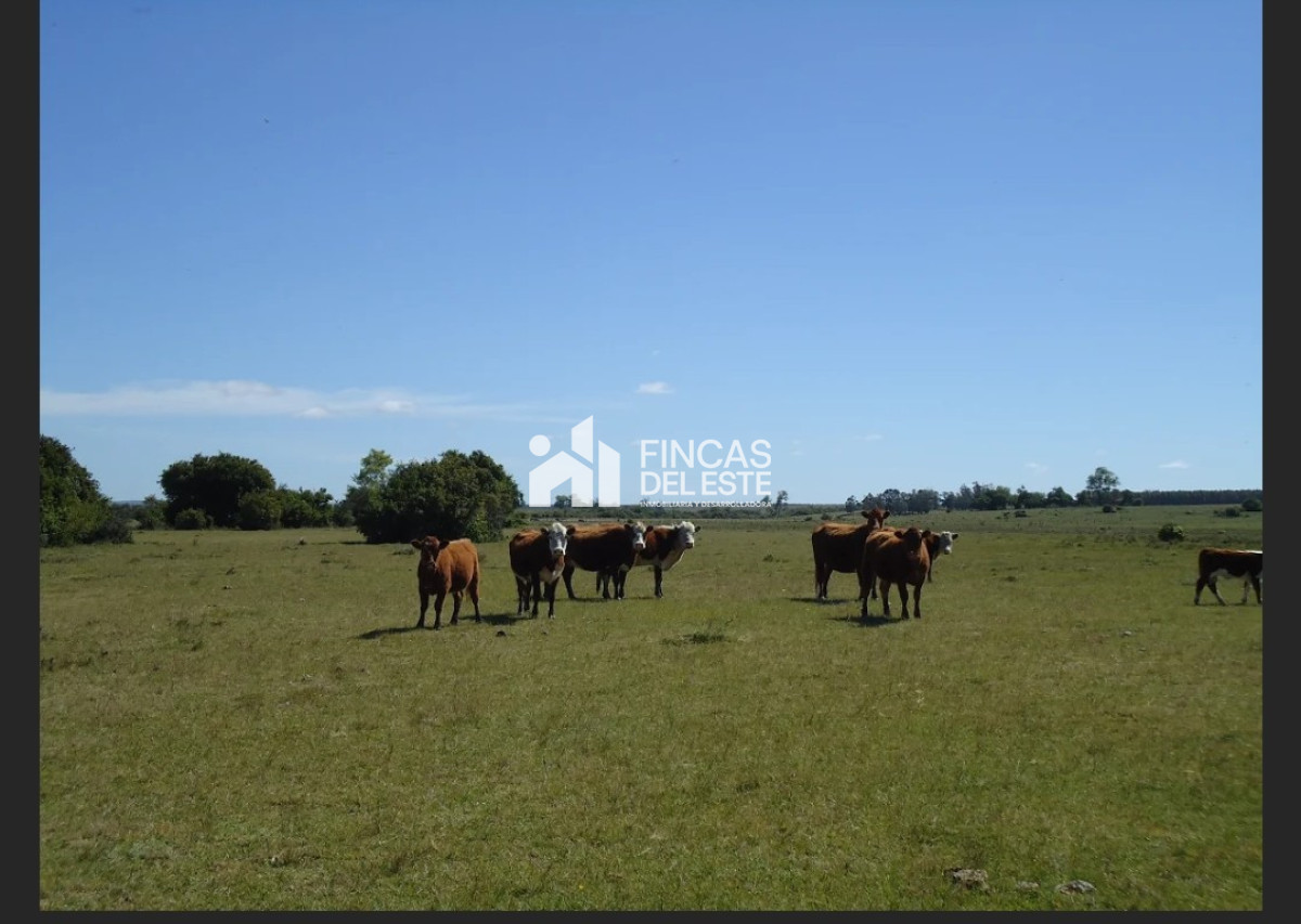 Campo Ref.583/Próximo-a-arroyo-Garzón - Próximo a arroyo Garzón