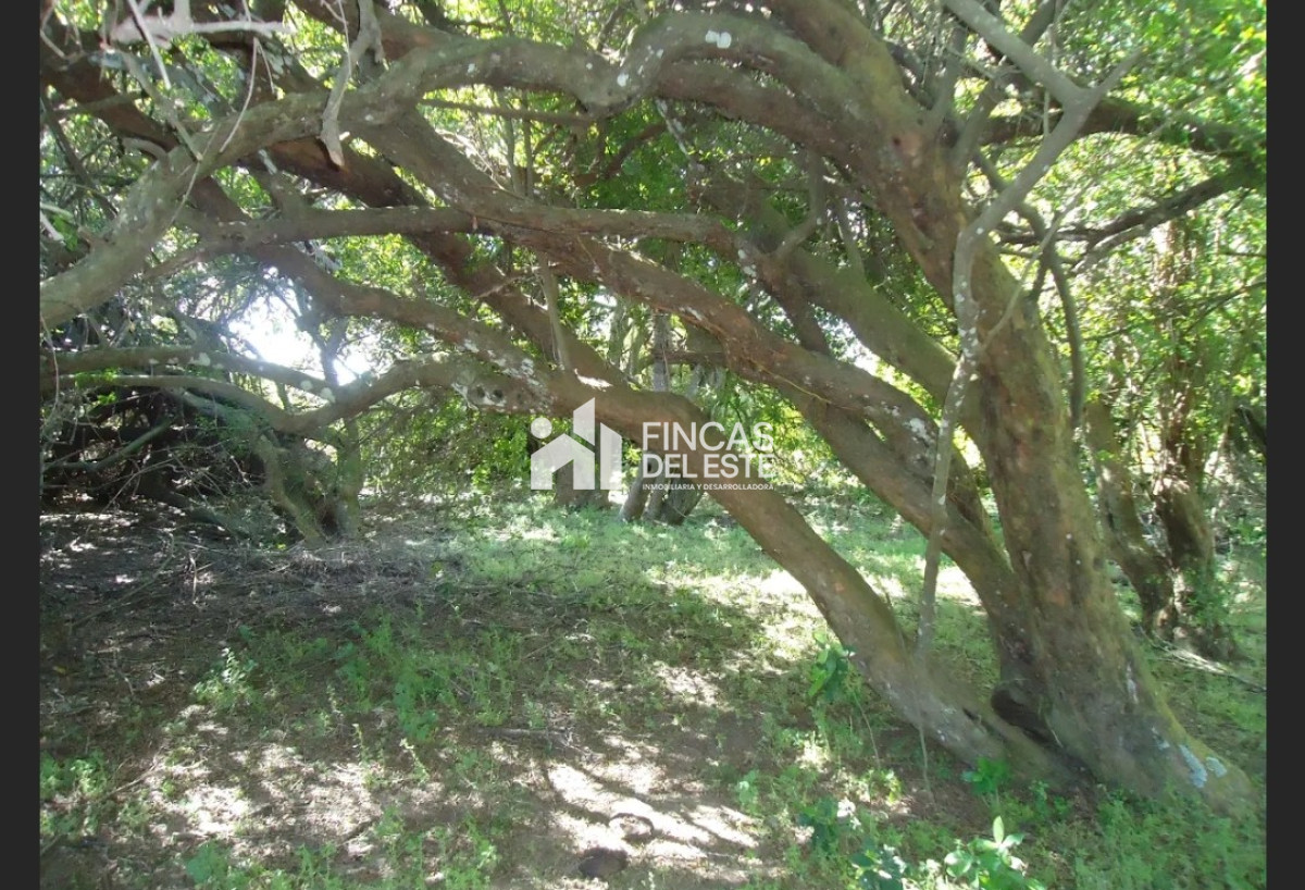 Campo Ref.583/Próximo-a-arroyo-Garzón - Próximo a arroyo Garzón