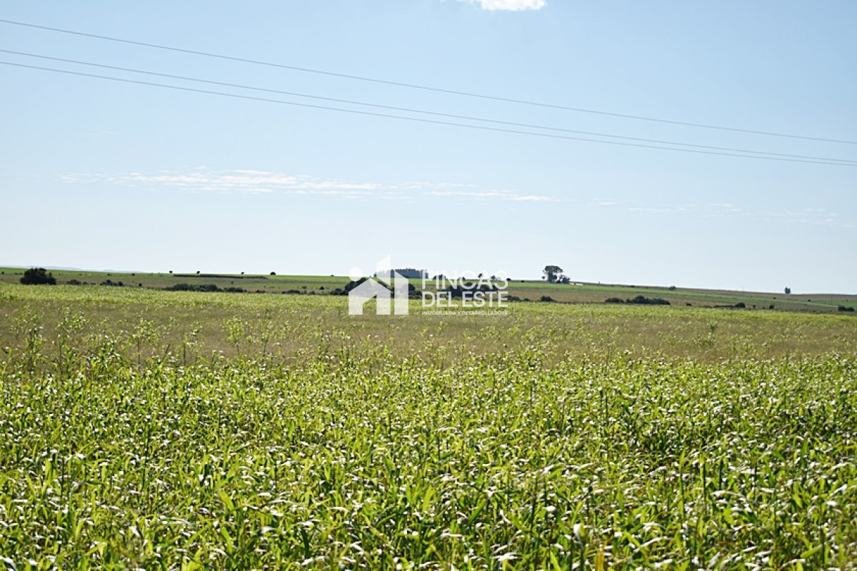 Campo Ref.757/36-ha.-sobre-ruta-9 - 36 ha. sobre ruta 9