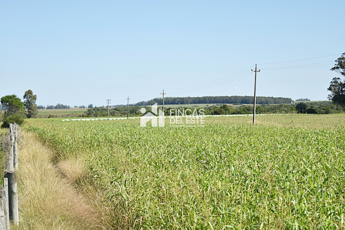 Campo Ref.757/36-ha.-sobre-ruta-9 - 36 ha. sobre ruta 9