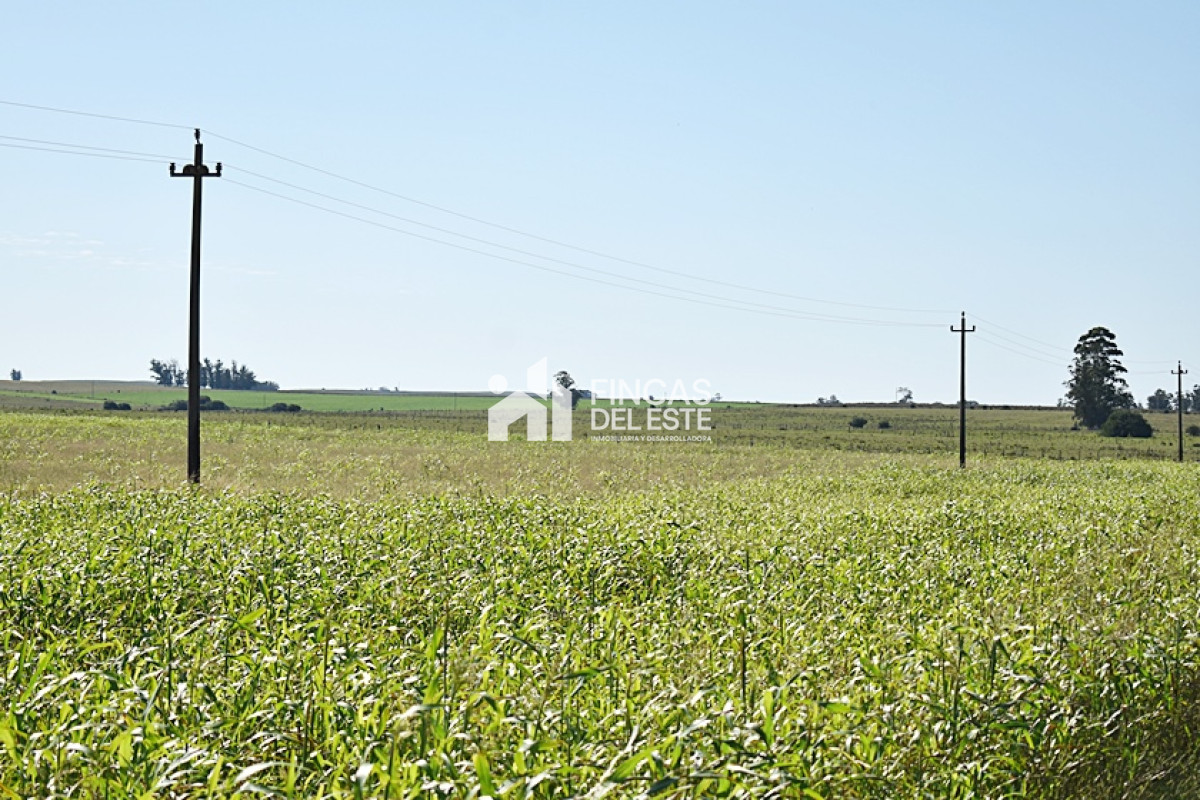 Campo Ref.757/36-ha.-sobre-ruta-9 - 36 ha. sobre ruta 9
