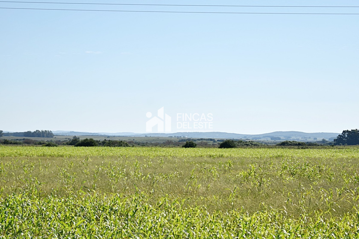 Campo Ref.757/36-ha.-sobre-ruta-9 - 36 ha. sobre ruta 9