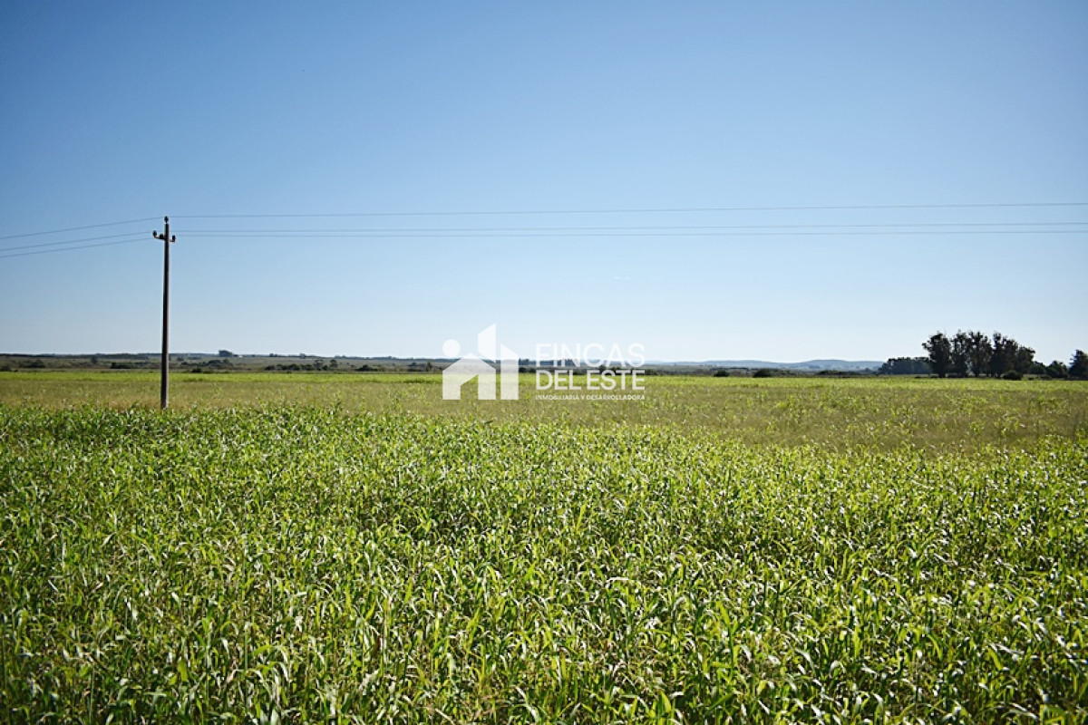 Campo Ref.757/36-ha.-sobre-ruta-9 - 36 ha. sobre ruta 9