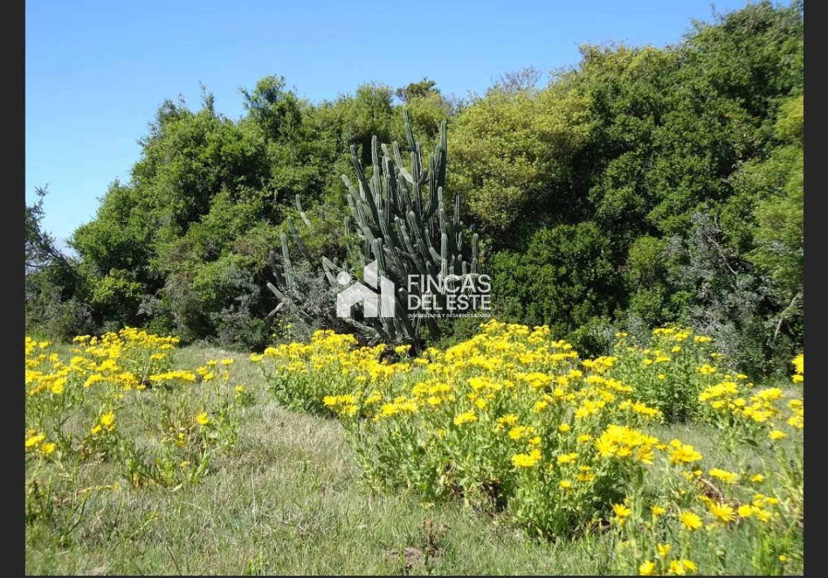 Campo Ref.583/Próximo-a-arroyo-Garzón - Próximo a arroyo Garzón