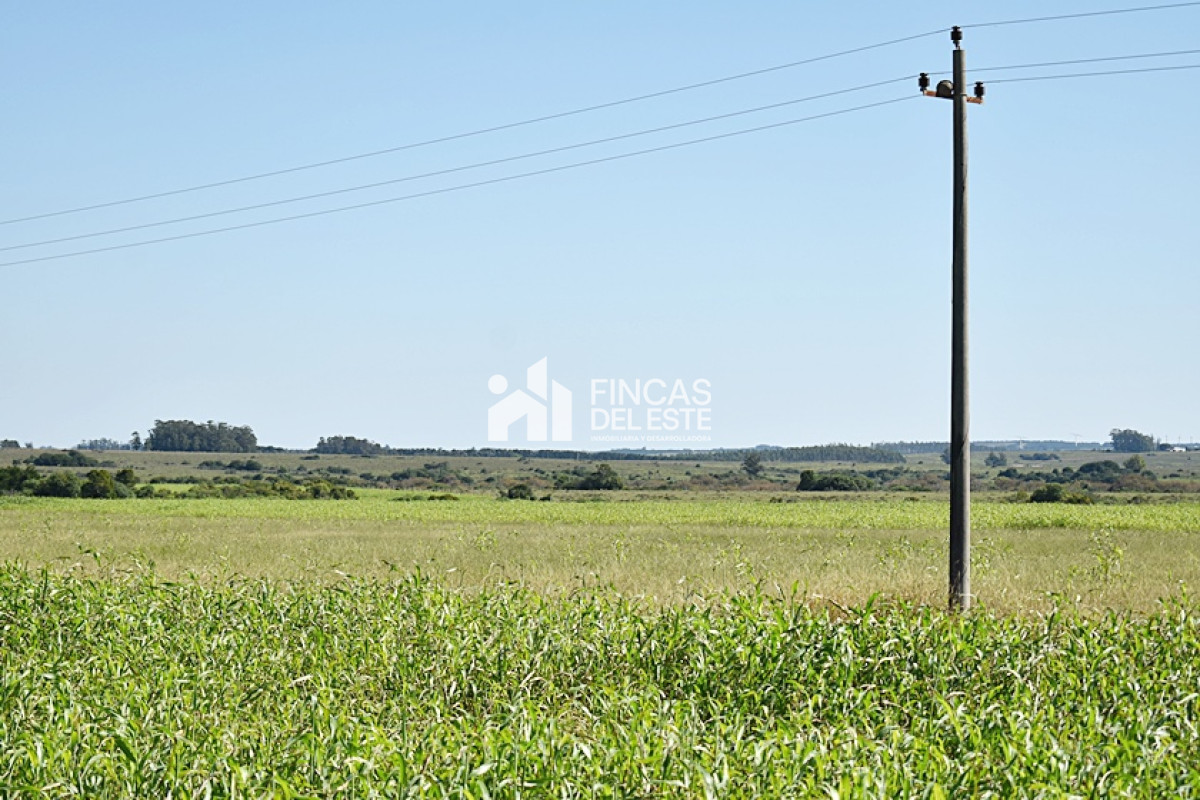 Campo Ref.757/36-ha.-sobre-ruta-9 - 36 ha. sobre ruta 9