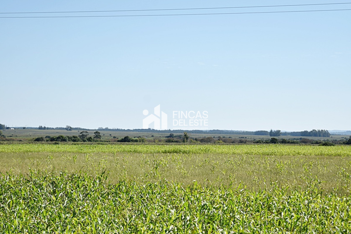 Campo Ref.757/36-ha.-sobre-ruta-9 - 36 ha. sobre ruta 9