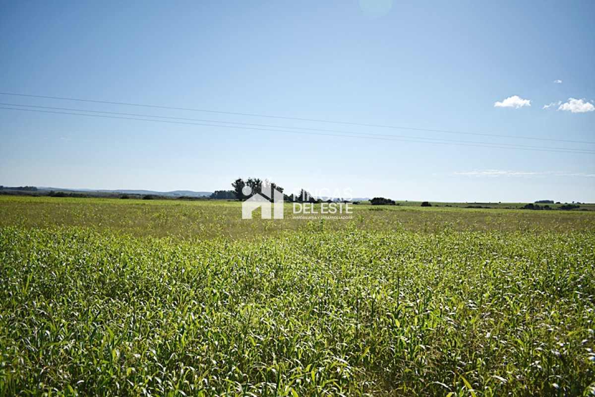 Campo Ref.757/36-ha.-sobre-ruta-9 - 36 ha. sobre ruta 9