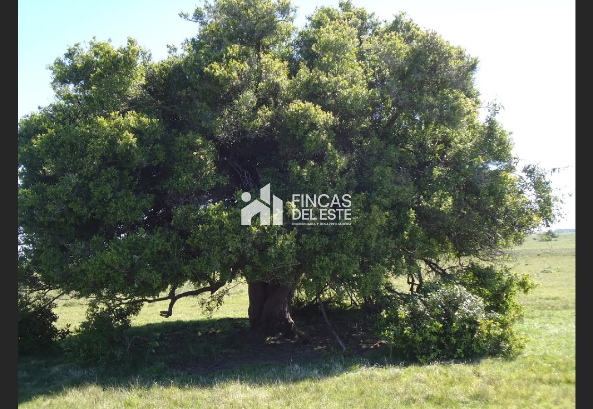 Campo Ref.583/Próximo-a-arroyo-Garzón - Próximo a arroyo Garzón