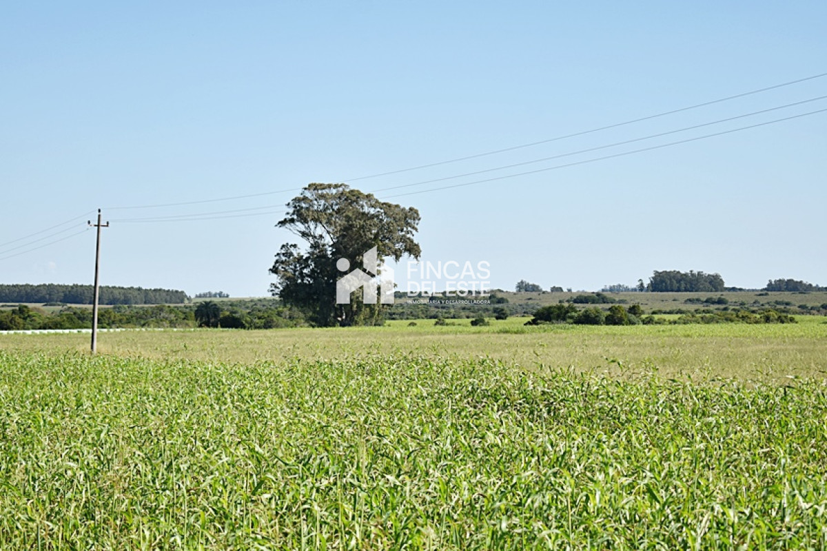 Campo Ref.757/36-ha.-sobre-ruta-9 - 36 ha. sobre ruta 9