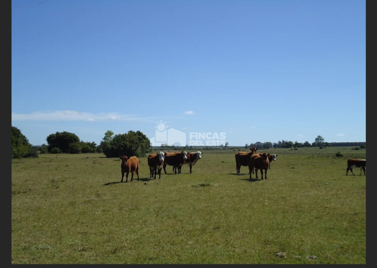 Campo Ref.583/Próximo-a-arroyo-Garzón - Próximo a arroyo Garzón