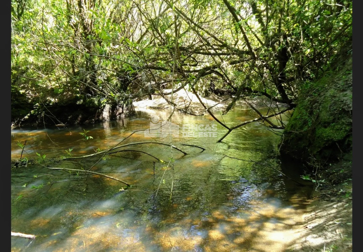 Campo Ref.583/Próximo-a-arroyo-Garzón - Próximo a arroyo Garzón