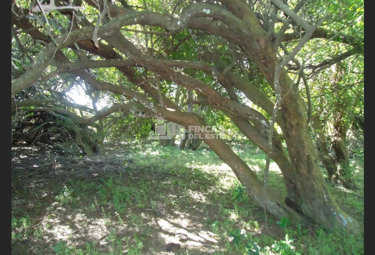 Campo Ref.583/Próximo-a-arroyo-Garzón - Próximo a arroyo Garzón