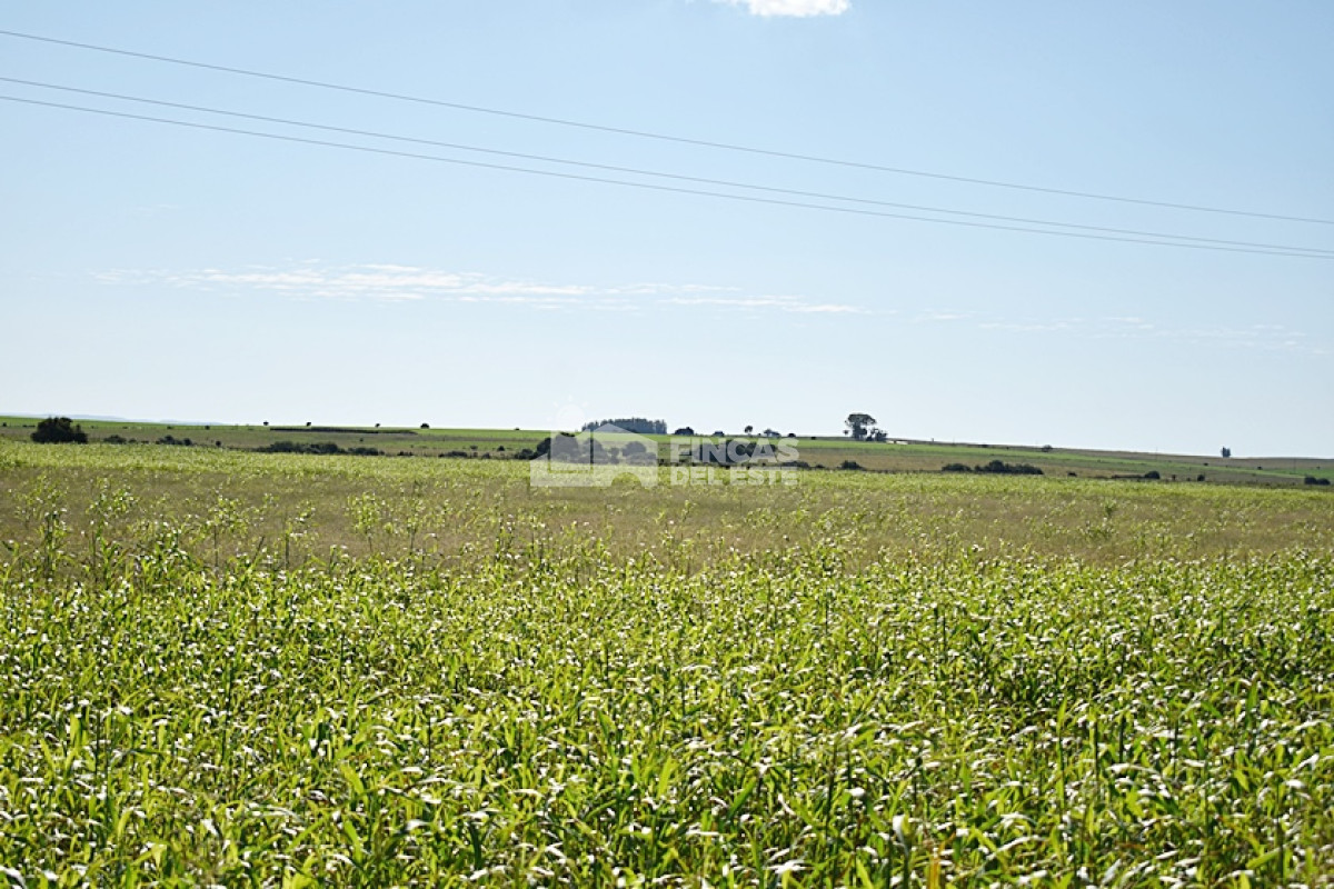 Campo Ref.757/36-ha.-sobre-ruta-9 - 36 ha. sobre ruta 9