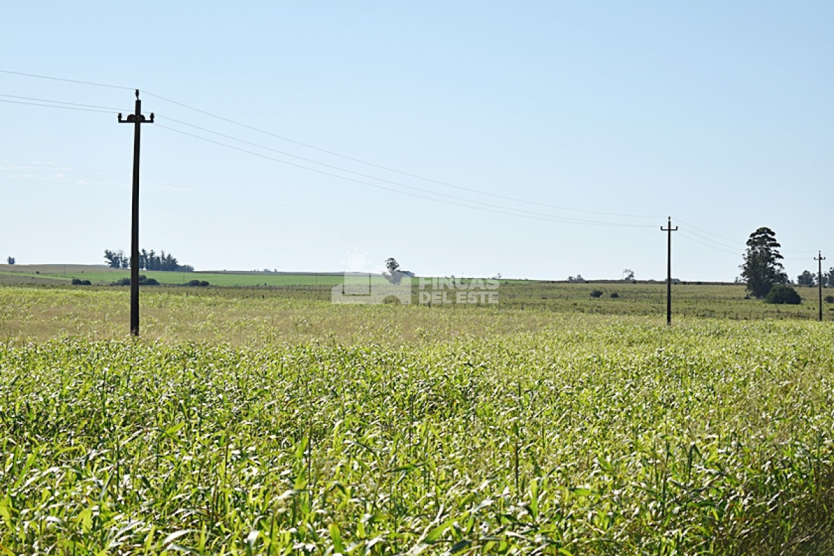 Campo Ref.757/36-ha.-sobre-ruta-9 - 36 ha. sobre ruta 9