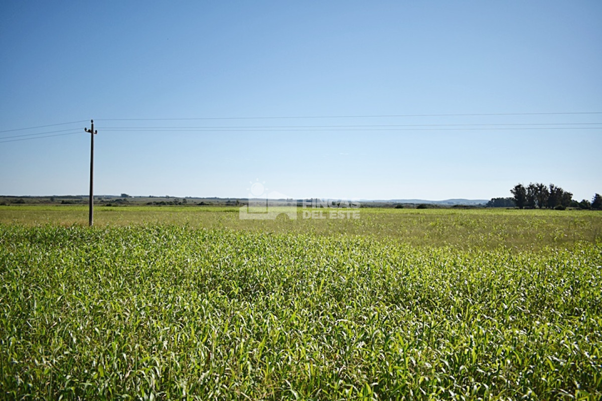 Campo Ref.757/36-ha.-sobre-ruta-9 - 36 ha. sobre ruta 9