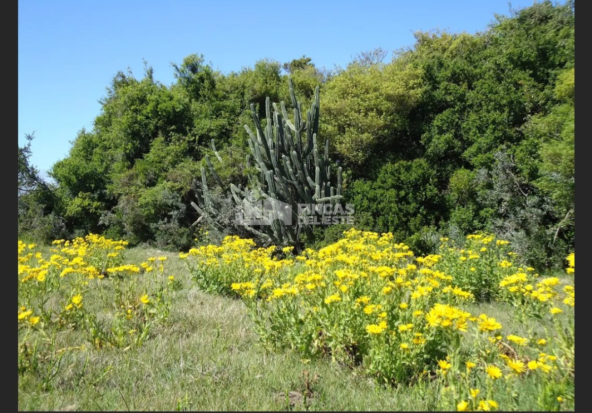 Campo Ref.583/Próximo-a-arroyo-Garzón - Próximo a arroyo Garzón