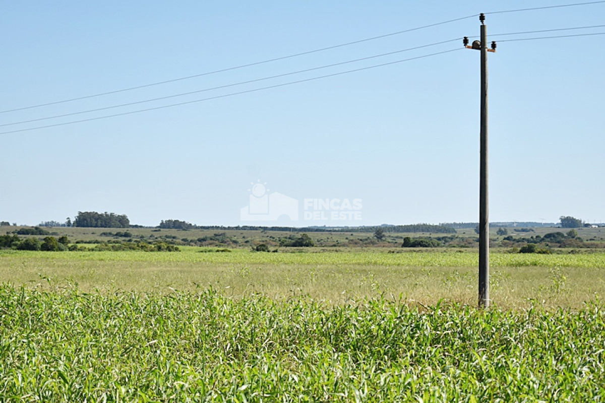 Campo Ref.757/36-ha.-sobre-ruta-9 - 36 ha. sobre ruta 9