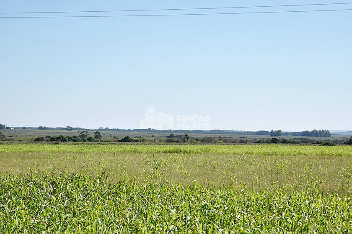 Campo Ref.757/36-ha.-sobre-ruta-9 - 36 ha. sobre ruta 9