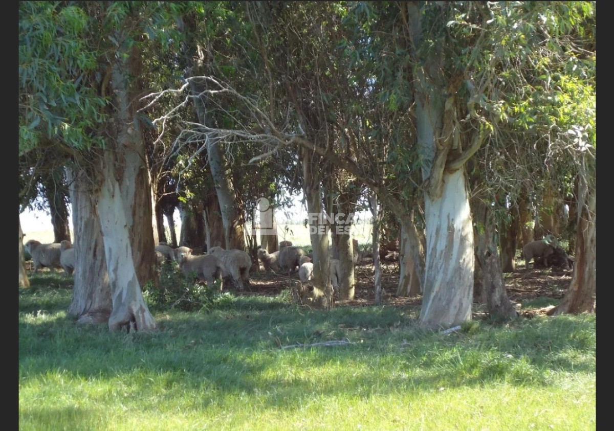 Campo Ref.583/Próximo-a-arroyo-Garzón - Próximo a arroyo Garzón