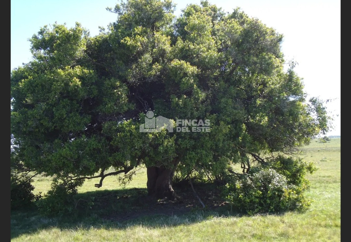 Campo Ref.583/Próximo-a-arroyo-Garzón - Próximo a arroyo Garzón