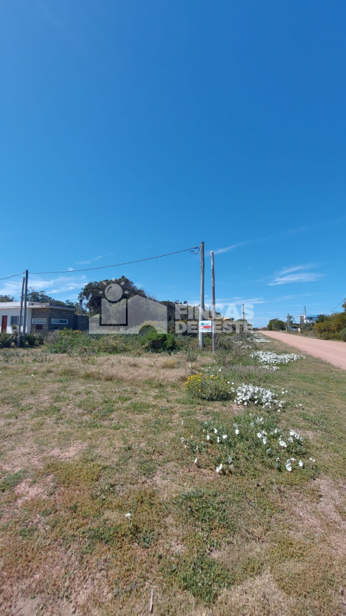 Sauce de Portezuelo - GoPunta - Portal Inmobiliario de Punta del Este - Maldonado