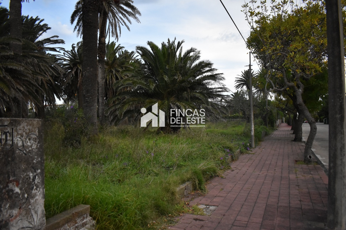 Terreno ID.651/TERRENO-EN-PENINSULA- - TERRENO EN PENINSULA 
