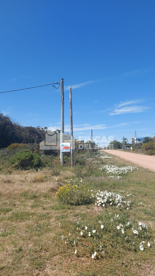 Sauce de Portezuelo - GoPunta - Portal Inmobiliario de Punta del Este - Maldonado