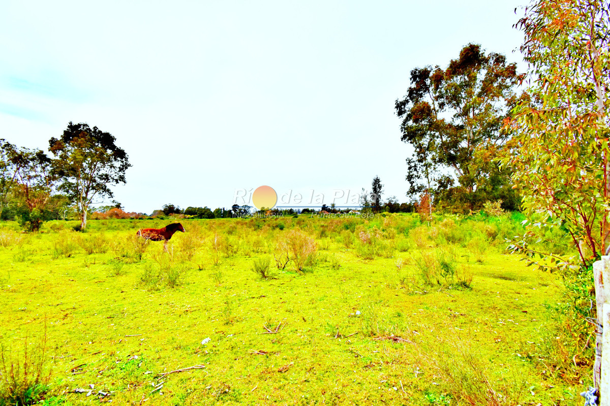 Propiedad - GoPunta - Portal Inmobiliario de Punta del Este - Maldonado