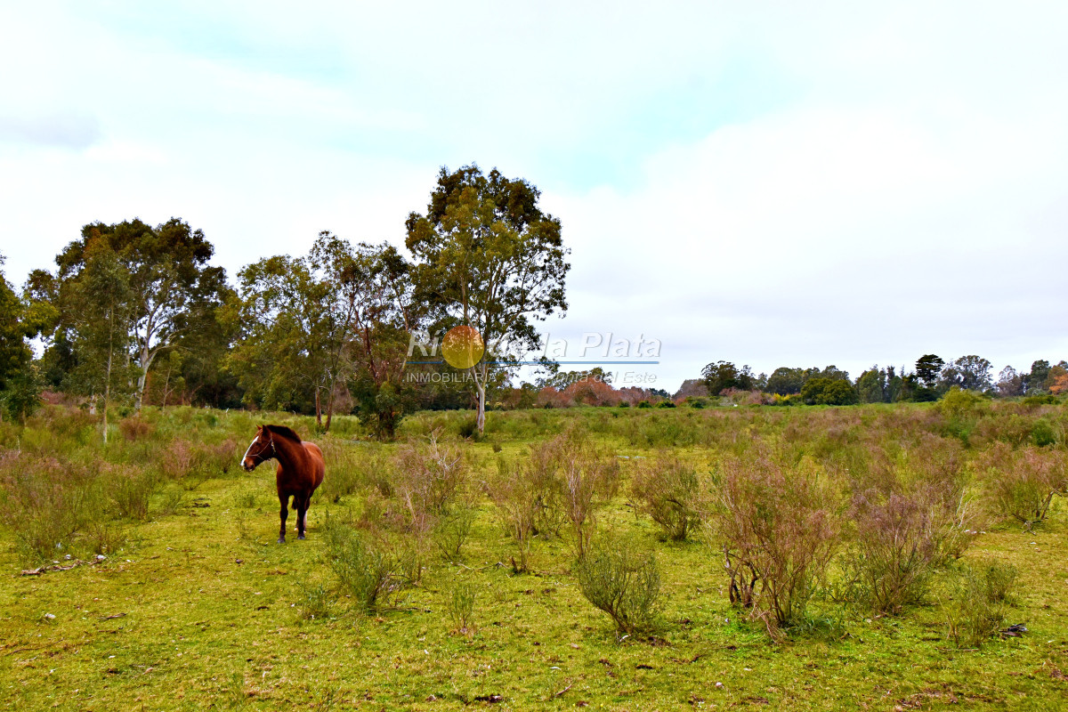 Propiedad - GoPunta - Portal Inmobiliario de Punta del Este - Maldonado