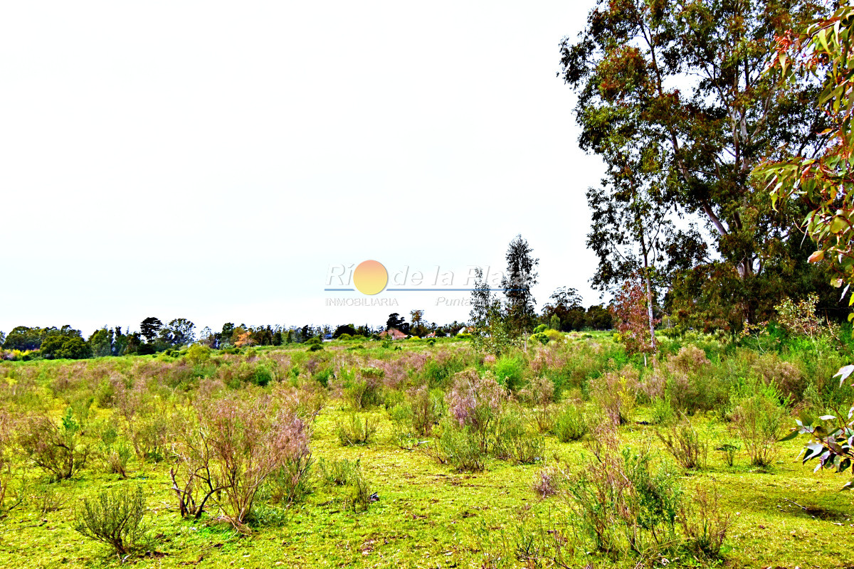Propiedad - GoPunta - Portal Inmobiliario de Punta del Este - Maldonado