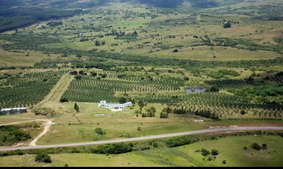 Campo apto fraccionamiento con plantación de olivos y fábrica de aceite de oliva muy acreditado