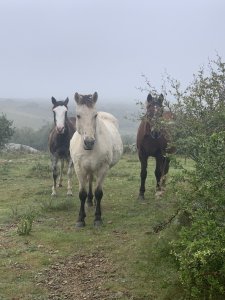 Chacra ID.2141 - RUTA 39 KM 74, HERMOSO CASCO DE ESTANCIA