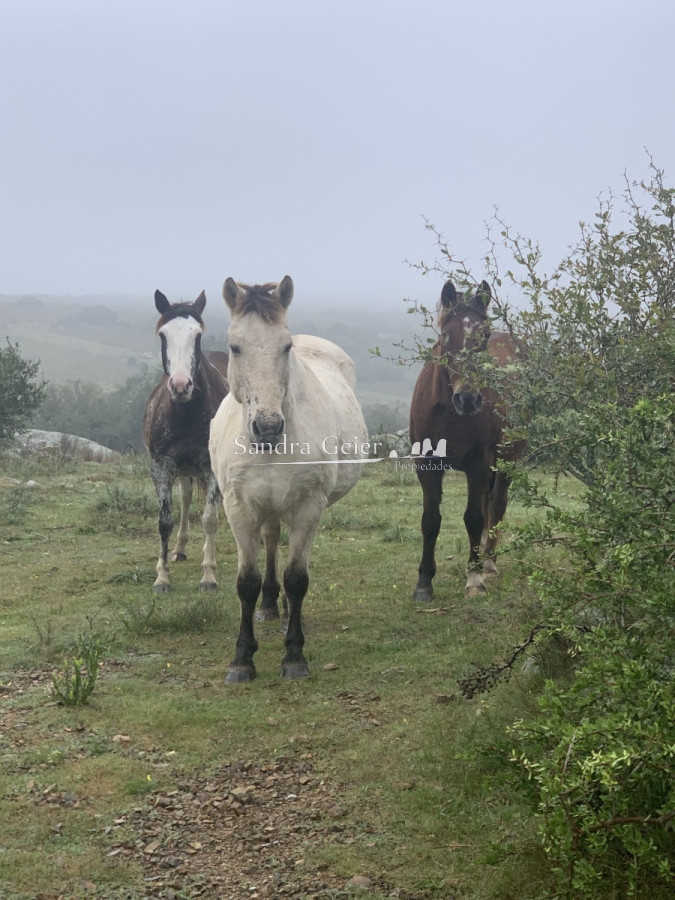 Chacra ID.2141 - RUTA 39 KM 74, HERMOSO CASCO DE ESTANCIA