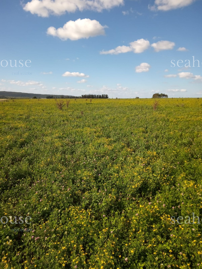 Campo en venta Agrícola - Ganadero - SEA545P
