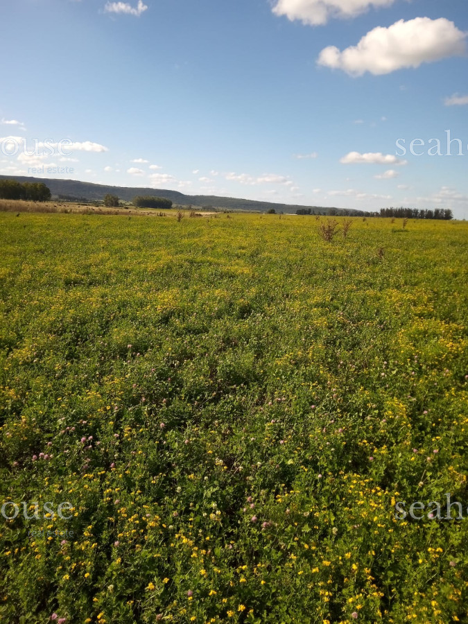 Campo Ref.545 - Campo en venta Agrícola - Ganadero