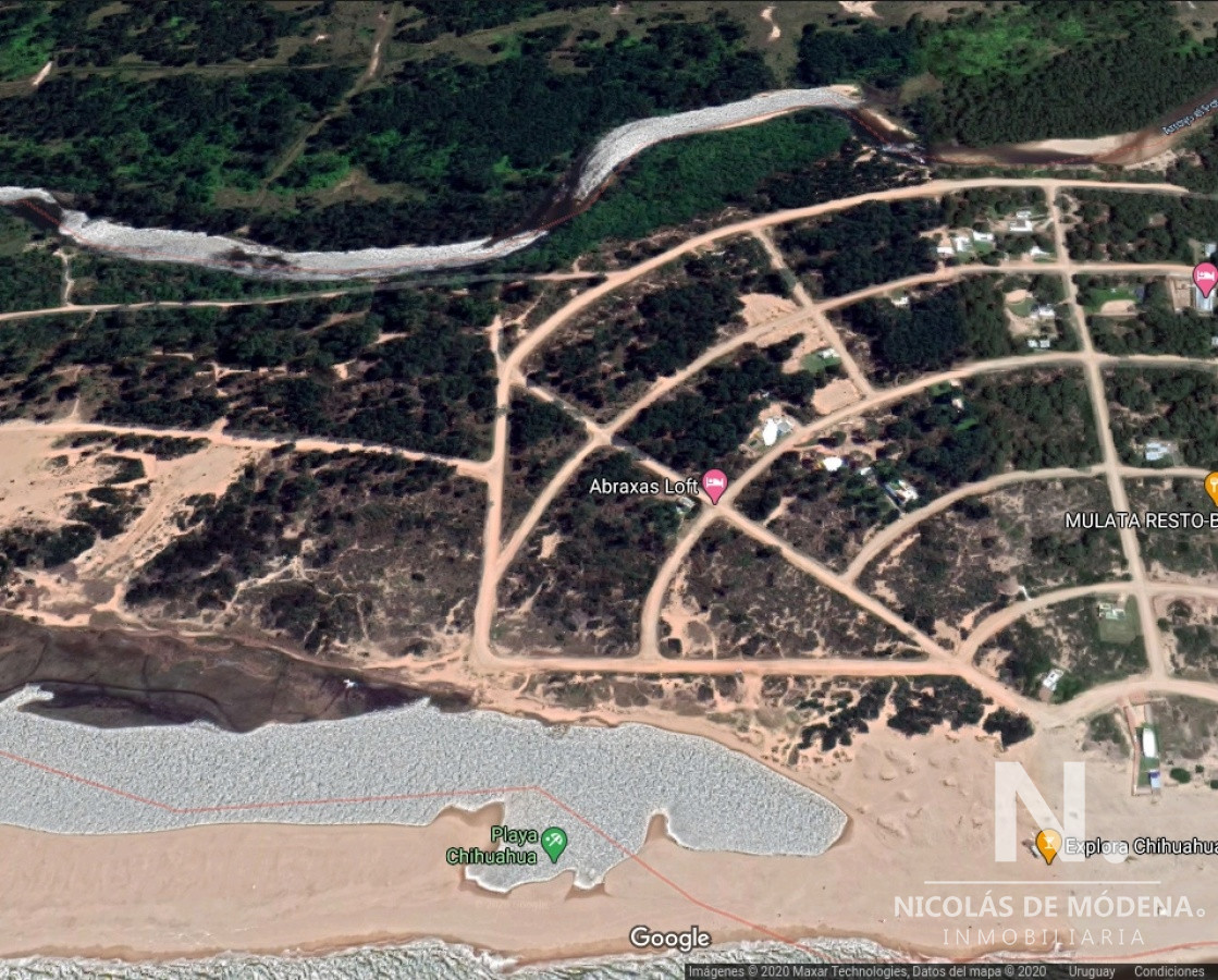 Chihuahua - GoPunta - Portal Inmobiliario de Punta del Este - Maldonado