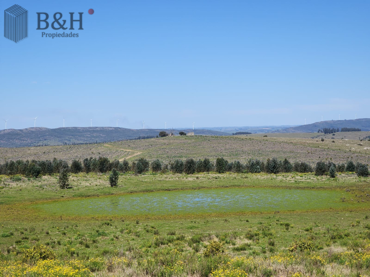 Campo Ref.6503 - Carapé Campo parcialmente forestado