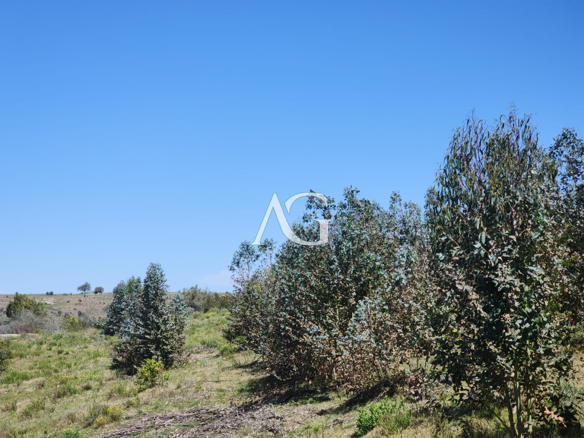 Campo Ref.237 - Carapé Campo parcialmente forestado