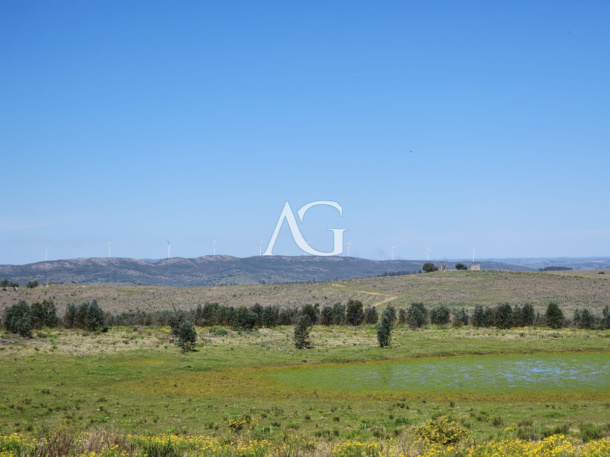 Campo Ref.237 - Carapé Campo parcialmente forestado