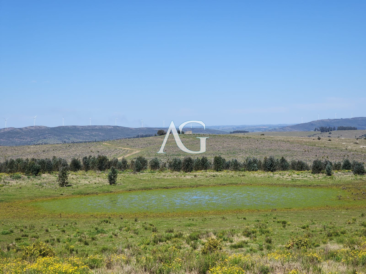 Campo Ref.237 - Carapé Campo parcialmente forestado