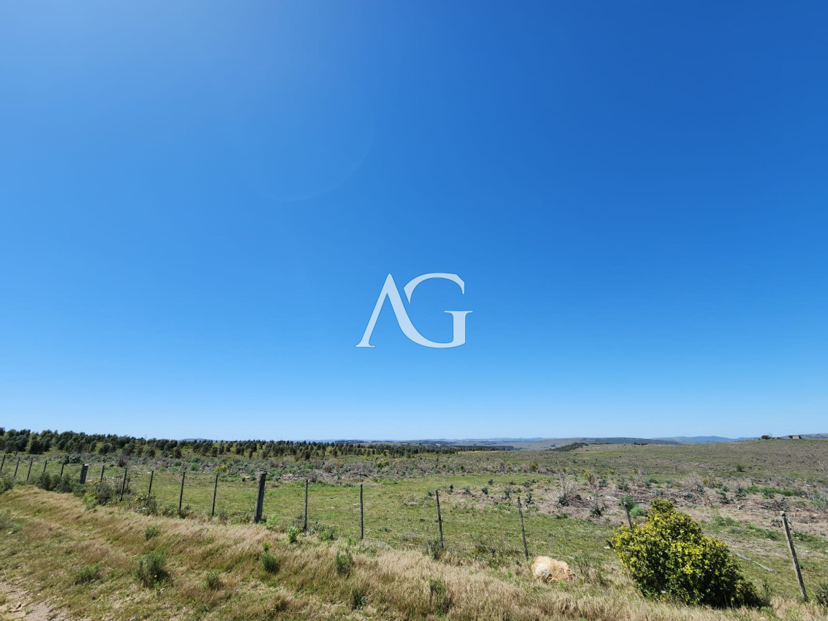 Campo Ref.237 - Carapé Campo parcialmente forestado