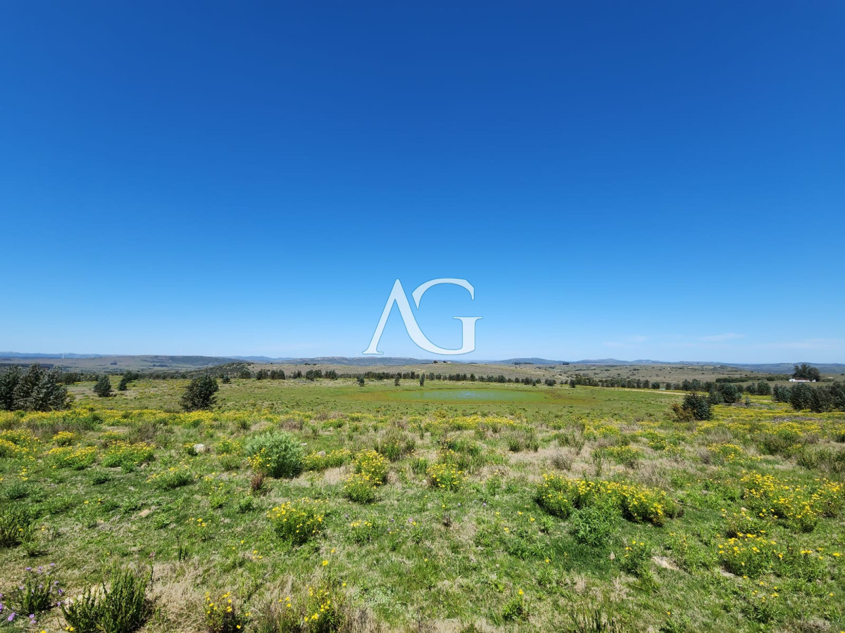 Campo Ref.237 - Carapé Campo parcialmente forestado